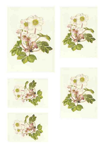  Christmas Rose Toppers Download - 10 Pages 